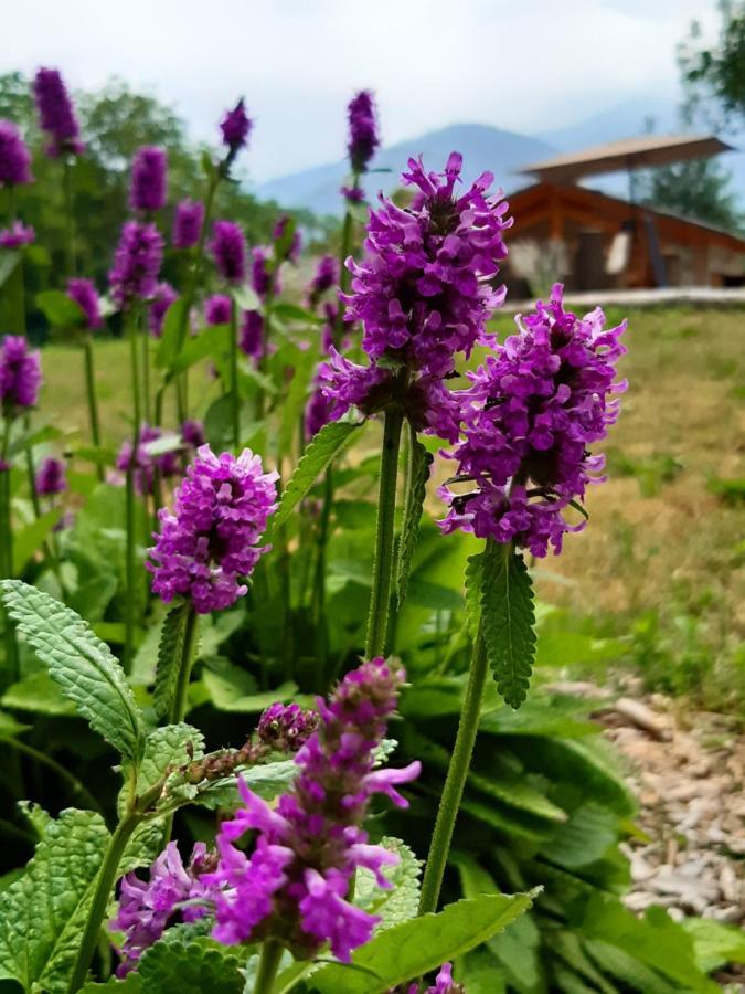 Semi Al Vento: La Bio-Casa Nel Giardino Incantato! Apartment Paesana Exterior foto